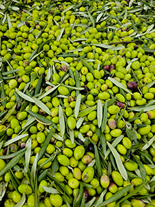 Olive delle nostre tenute
