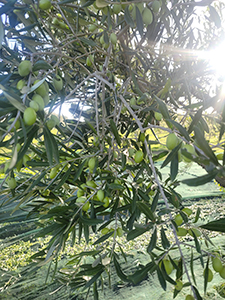 Olive dello nostre tenute